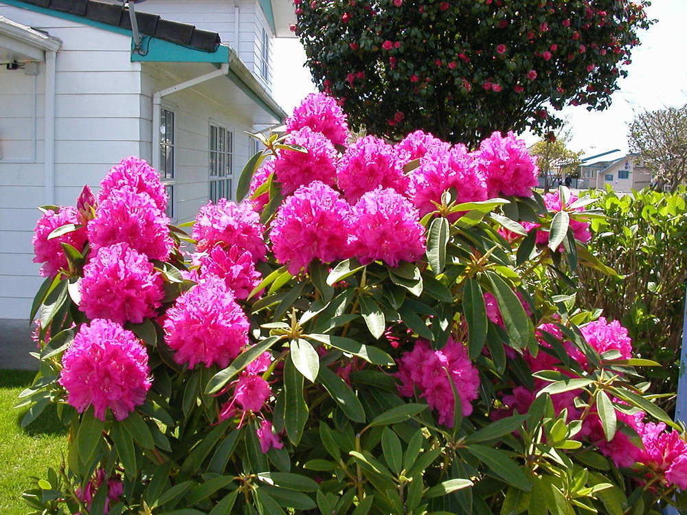 Motel Kerry's Rotorua